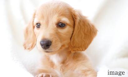 ペット同居可能・ペット足洗い場設置