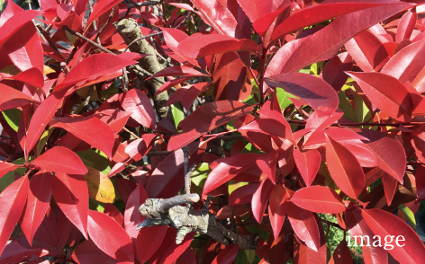 オタフクナンテン