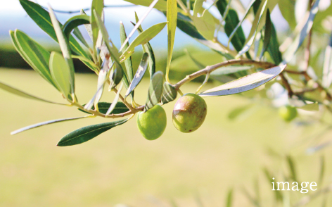 オリーブ